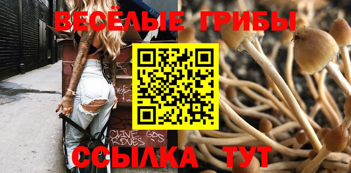 Галлюциногенные грибы Psilocybe Павлово